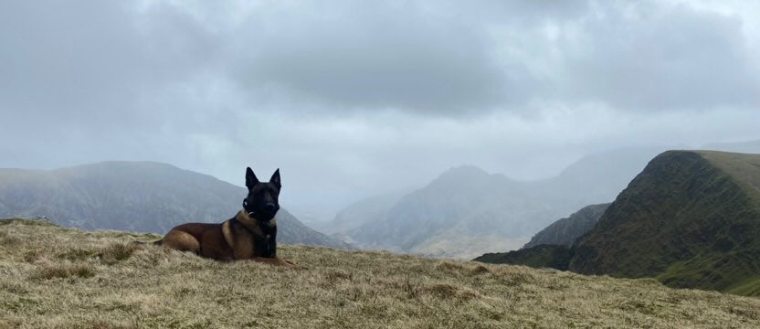 Belgian Mallionois brecon beacons