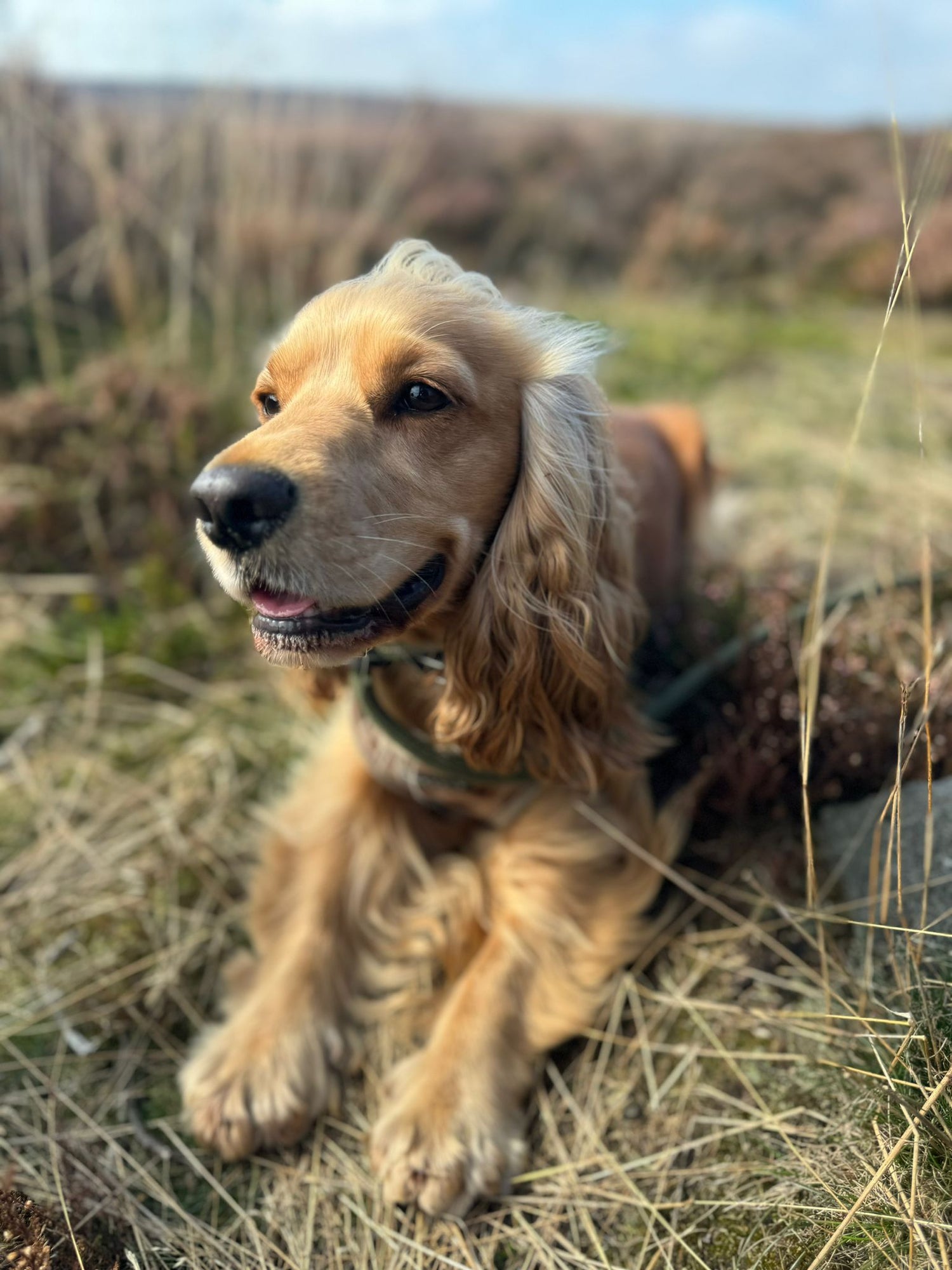 Cocker spaniel dog professional picture